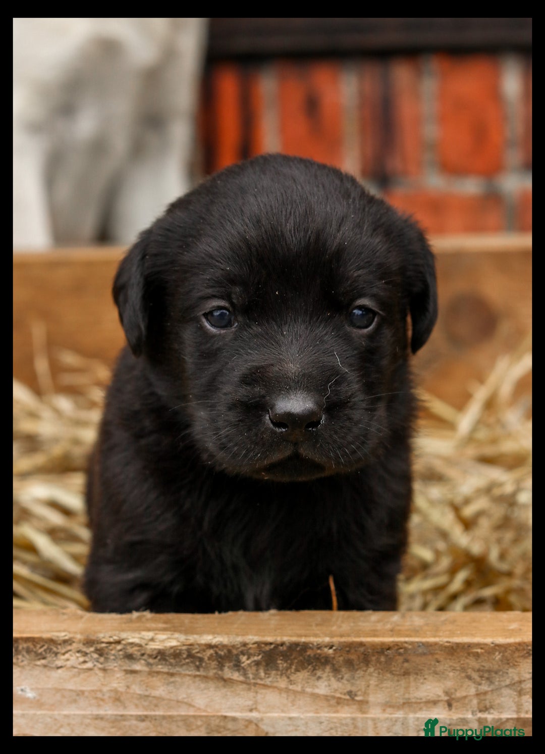 Labrador Retriever honden te koop: Prachtige sociale labrador pups te koop - Advertentie 13