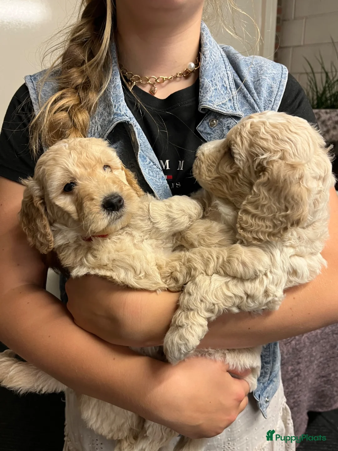 Labradoodle honden te koop: Mooie blonde Labradoodle 🐶 pups.  - Advertentie 2