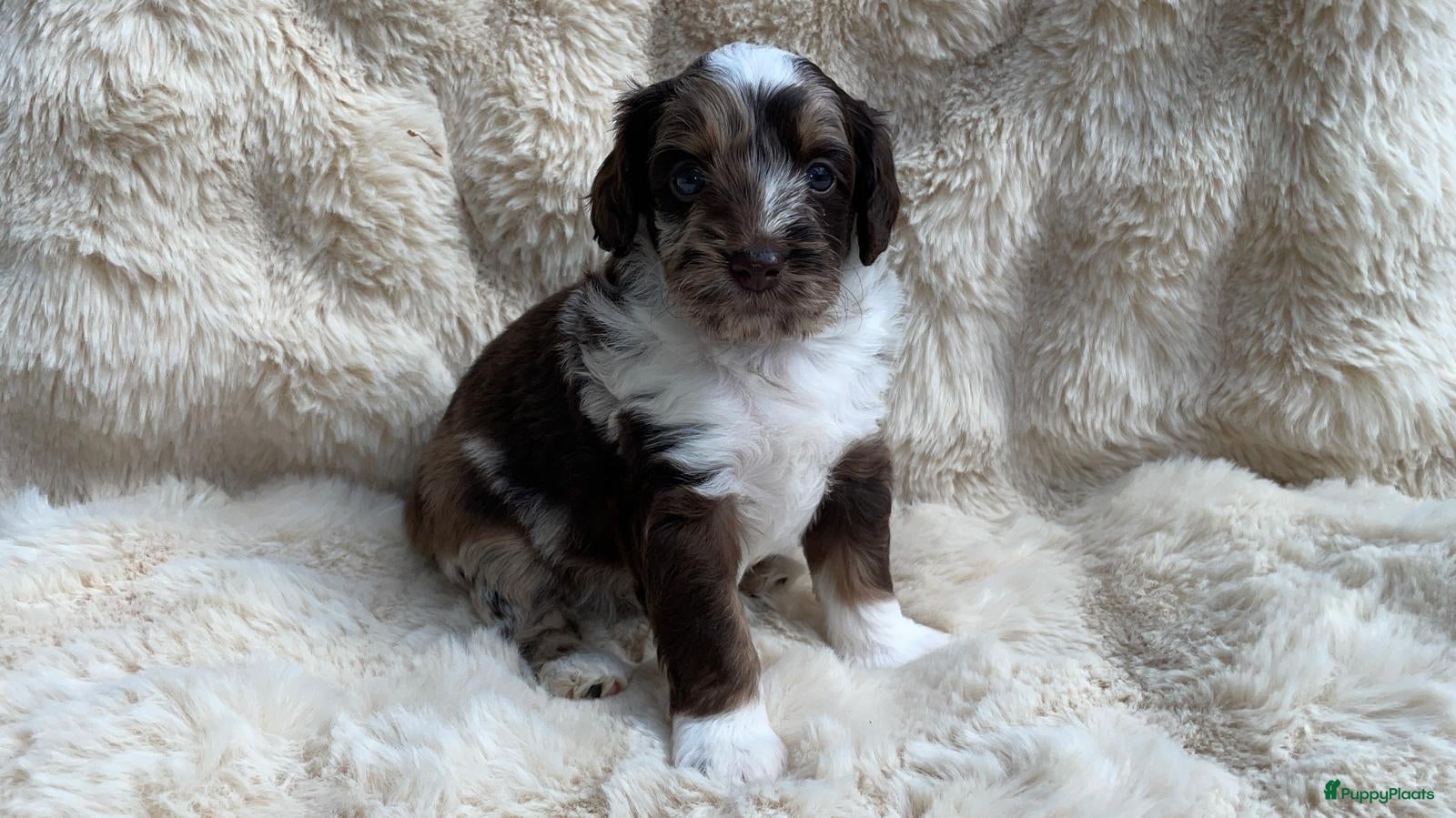 Labradoodle honden Nog 3 prachtige Labradoodle puppy’s beschikbaar - Advertentie 2