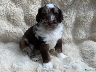Labradoodle honden Nog 3 prachtige Labradoodle puppy’s beschikbaar - Advertentie 12