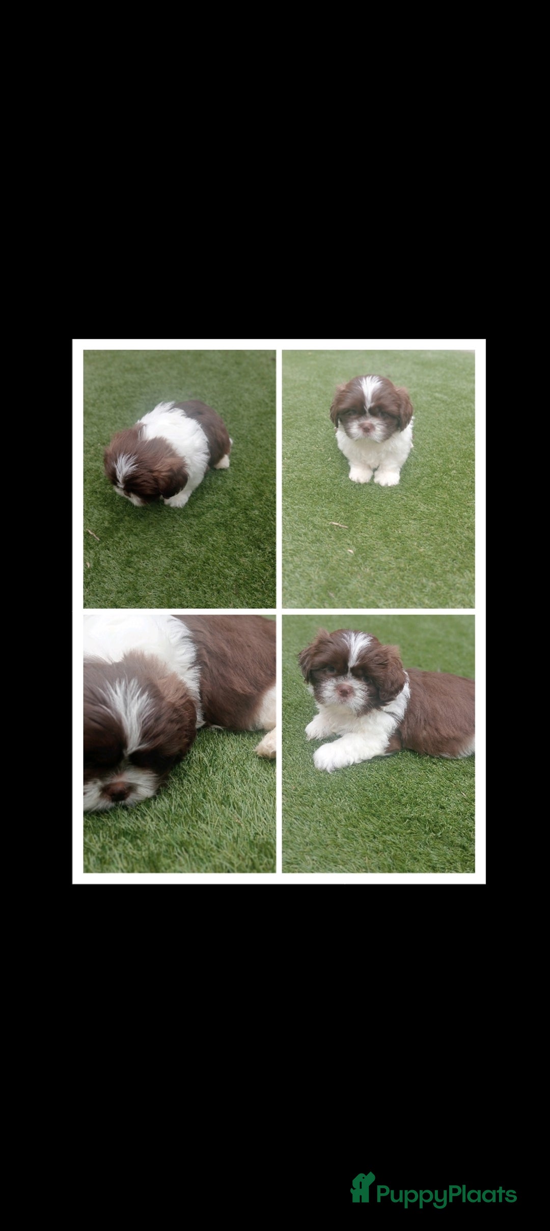 Shih Tzu honden te koop: Raszuivere Shih tzu pups nog 1 teefje en 1 reutje  - Afbeelding 18