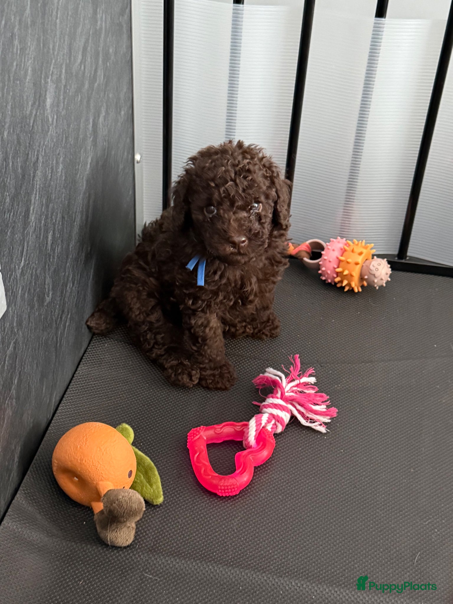 Kruising honden 2 prachtige Toy / dwerg reutjes zoeken een huisje - Advertentie 1