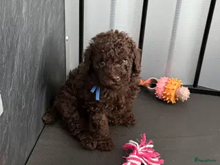 Kruising honden 2 prachtige Toy / dwerg reutjes zoeken een huisje - Advertentie 1
