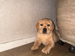 Labrador Retriever honden Mooie labrador pups - Advertentie 6