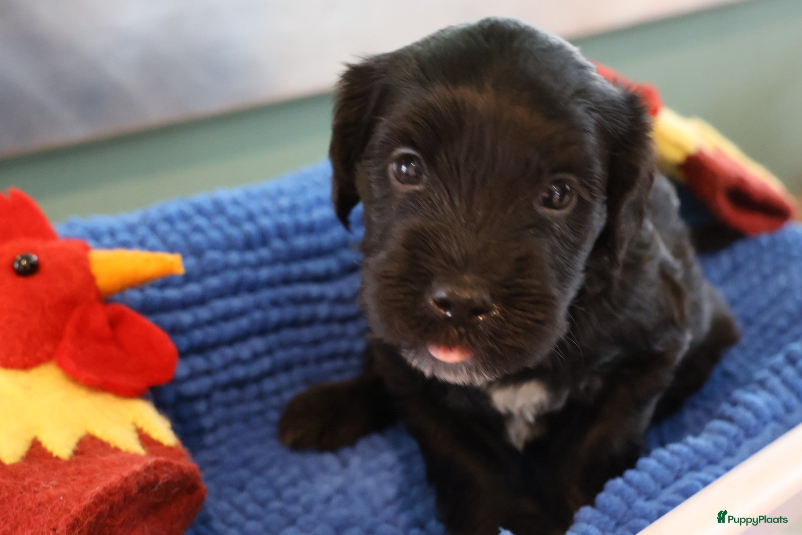 Nederlandse Schapendoes honden Mooie schapendoespuppy's te koop - Advertentie 2