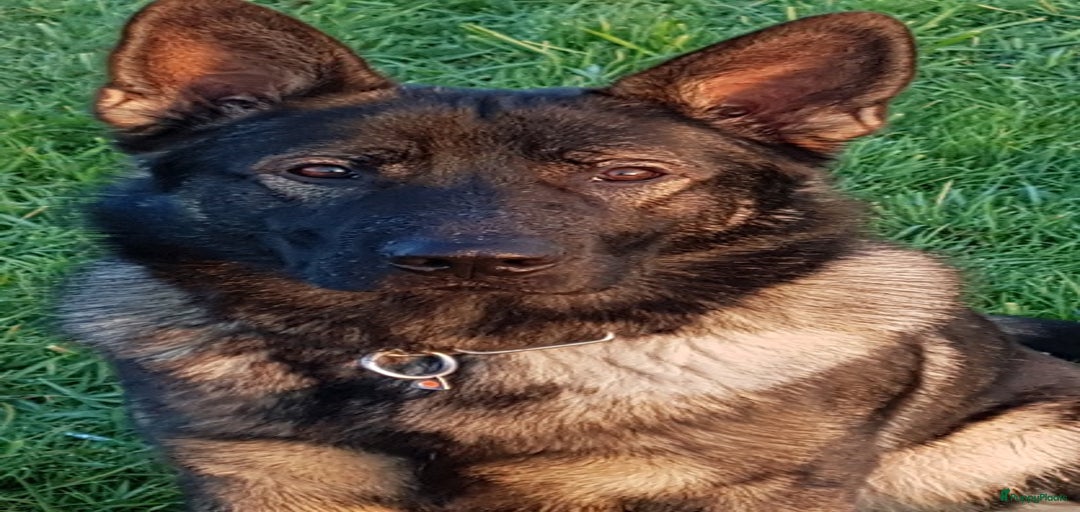 Galerij afbeelding {{count}}