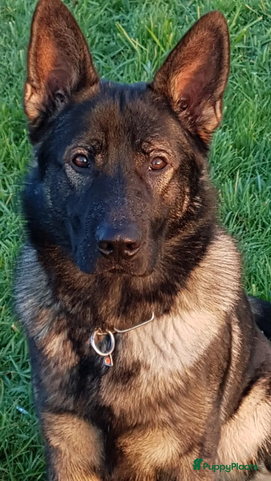 Galerij afbeelding {{count}}