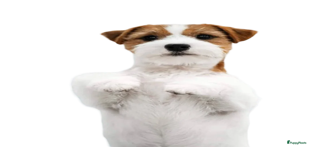 Galerij afbeelding {{count}}