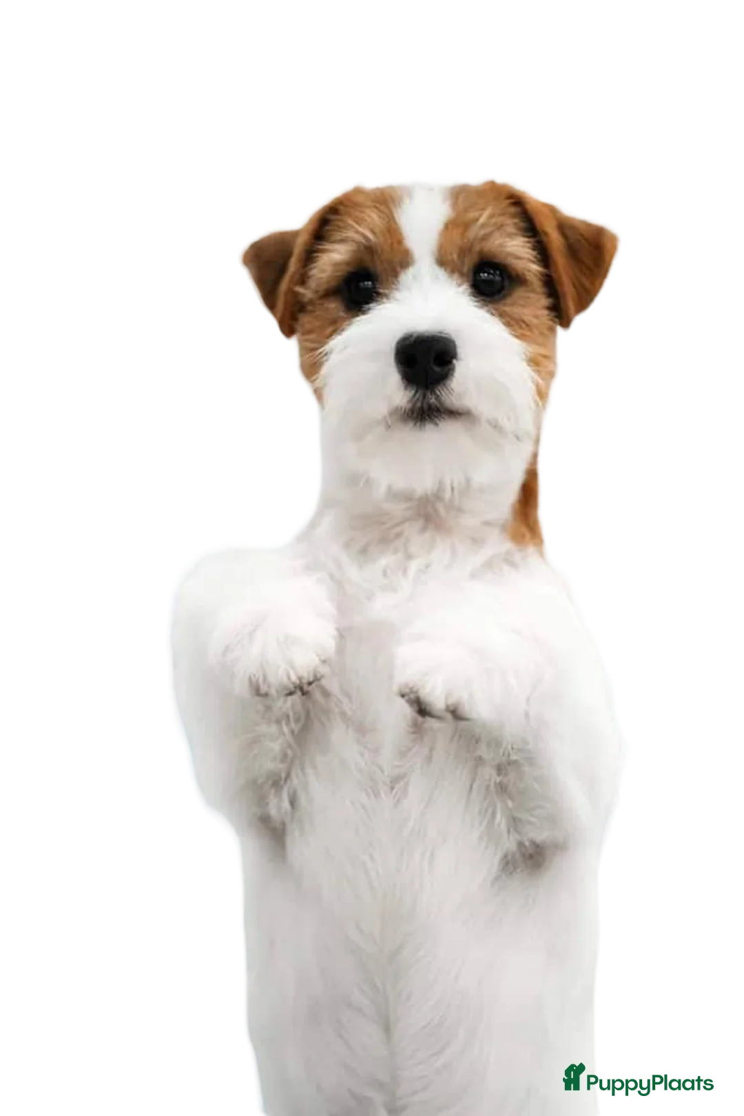 Galerij afbeelding {{count}}