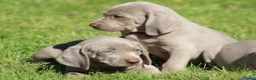 Weimarse Staande Hond korthaar honden te koop: Weimaraner pups - Advertentie 11