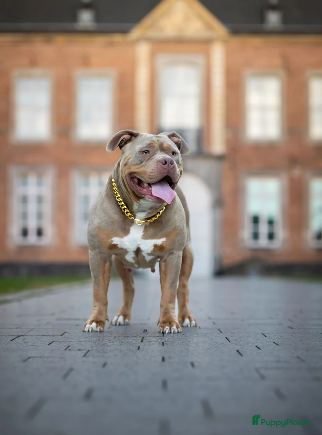 Amerikaanse Bully honden te koop: 🐾 American Bully XL pups verwacht zomer 2026 🐾 - Advertentie 5