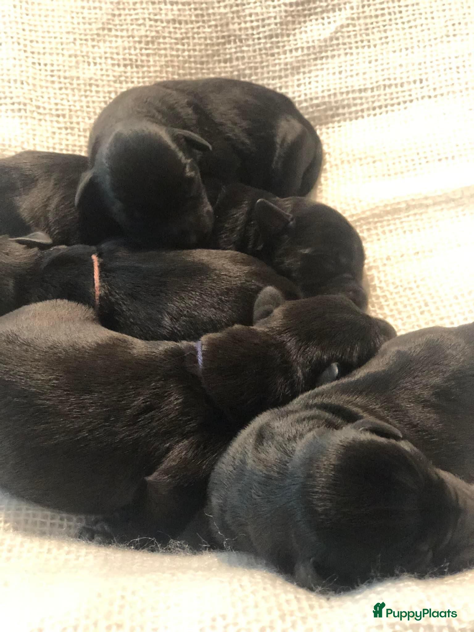 Dwergschnauzer honden Zwarte dwergschnauzer pups - Advertentie 1