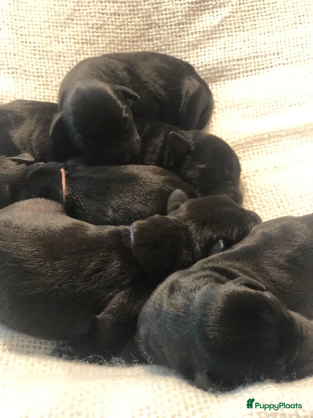 Dwergschnauzer honden te koop: Zwarte dwergschnauzer pups - Advertentie 1