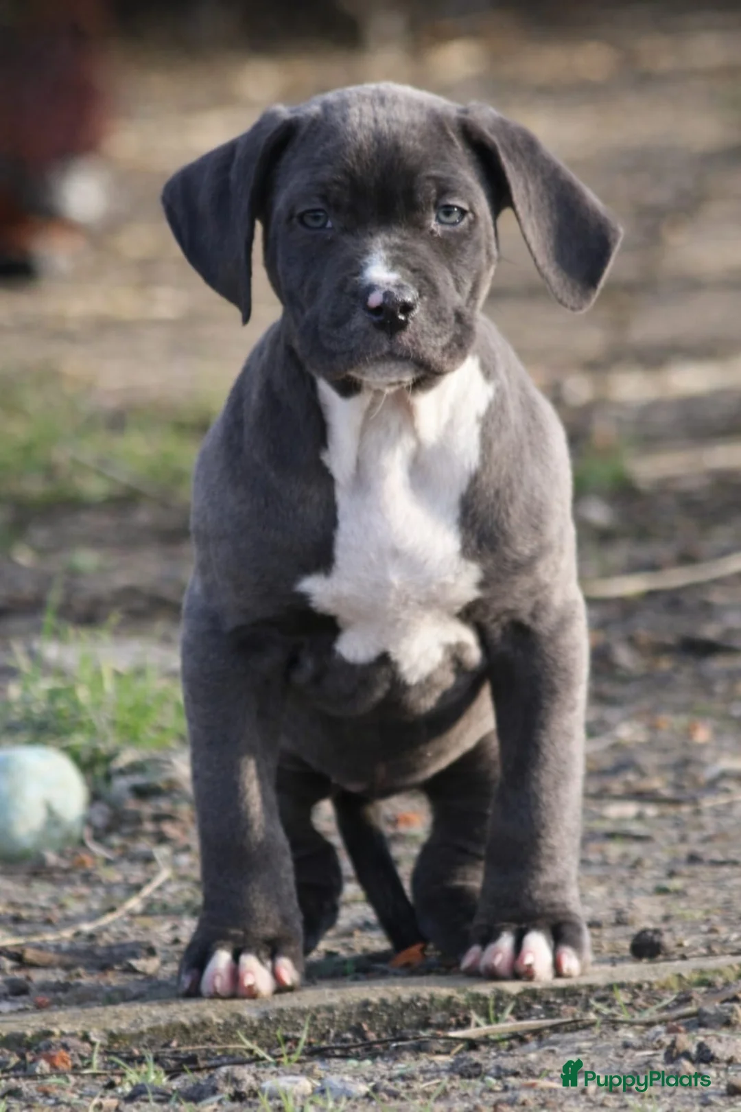 Amerikaanse Bully honden te koop: American Bully Pups ABKC stamboom België  - Advertentie 4