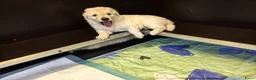 Kuvasz honden te koop: **Bijzondere Kuvasz pups uit een droomcombinatie** - Advertentie 27
