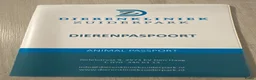 Poedel honden te koop: Mini poedel - Advertentie 2