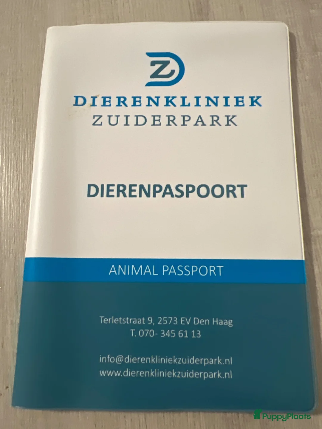 Poedel honden te koop: Mini poedel - Advertentie 2