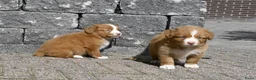 Nova Scotia Duck Tolling Retriever honden te koop: Nova Scotia Duck Tolling Retriever pups # Toller - Advertentie 21