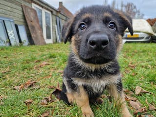 Duitse Herder honden Topkwaliteit Duitse Herder Pups - Advertentie 3