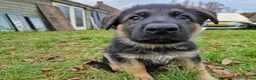 Duitse Herder honden te koop: Topkwaliteit Duitse Herder Pups - Advertentie 1