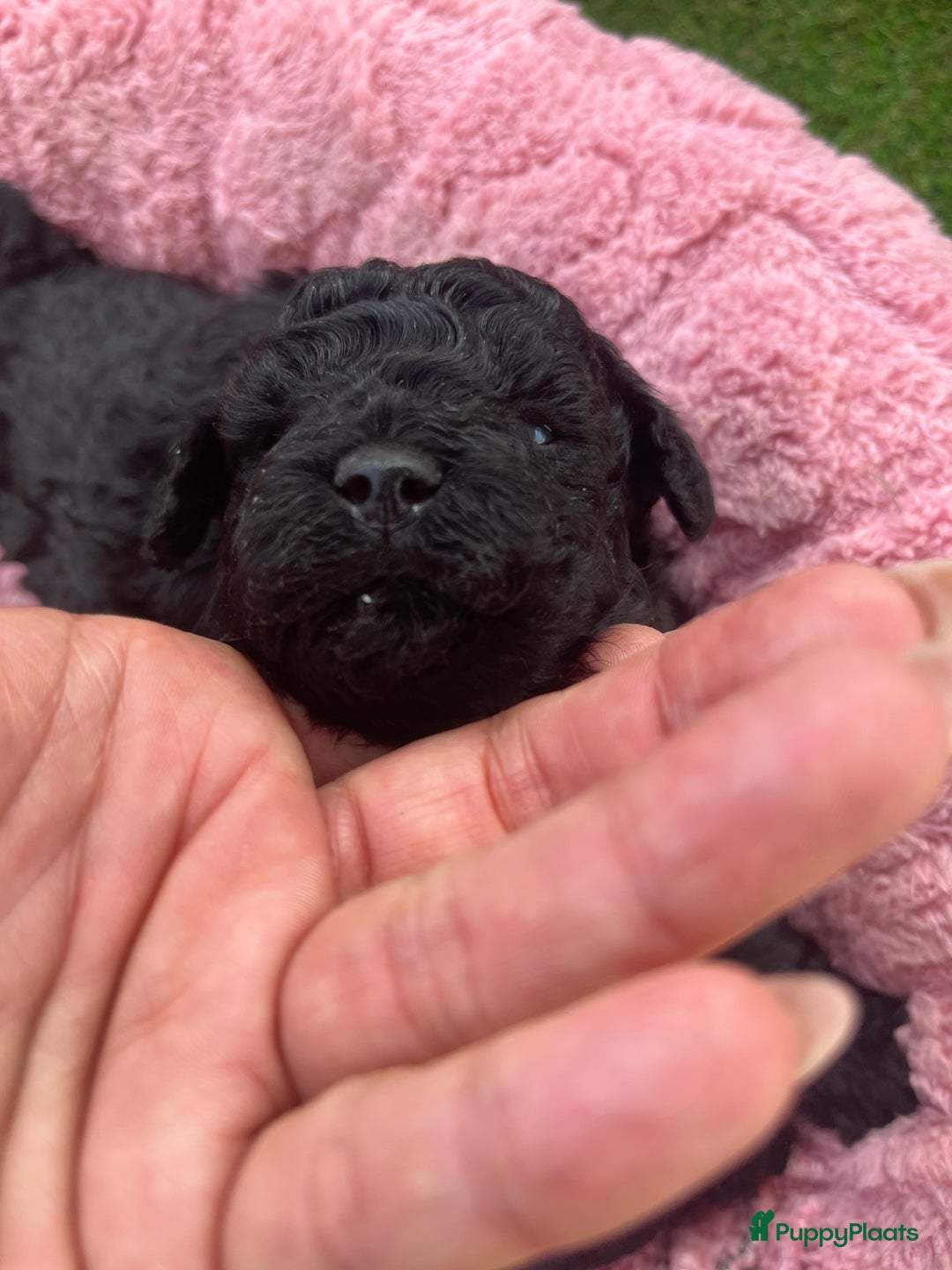 Poedel Toy honden te koop: Toy poedel pups  in Oss - Afbeelding 5