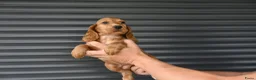 Engelse Cocker Spaniel honden te koop: Engelse Cocker Spaniel pups - Advertentie 12
