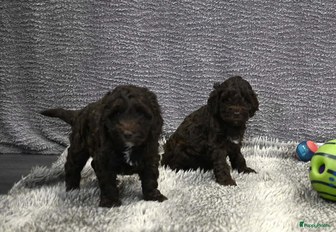 Australian Labradoodle honden te koop: Prachtige Chocolade bruine Labradoodle pup - Advertentie 16