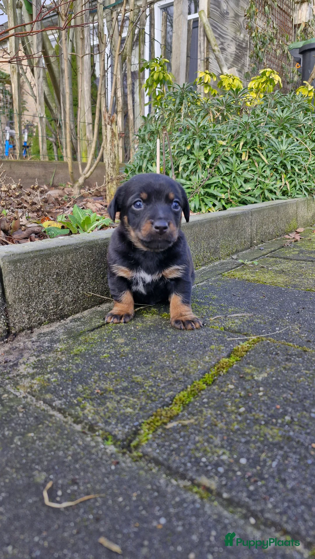 Jack Russel Terriër honden te koop: Jack Russell pups in De Wijk - Advertentie 9