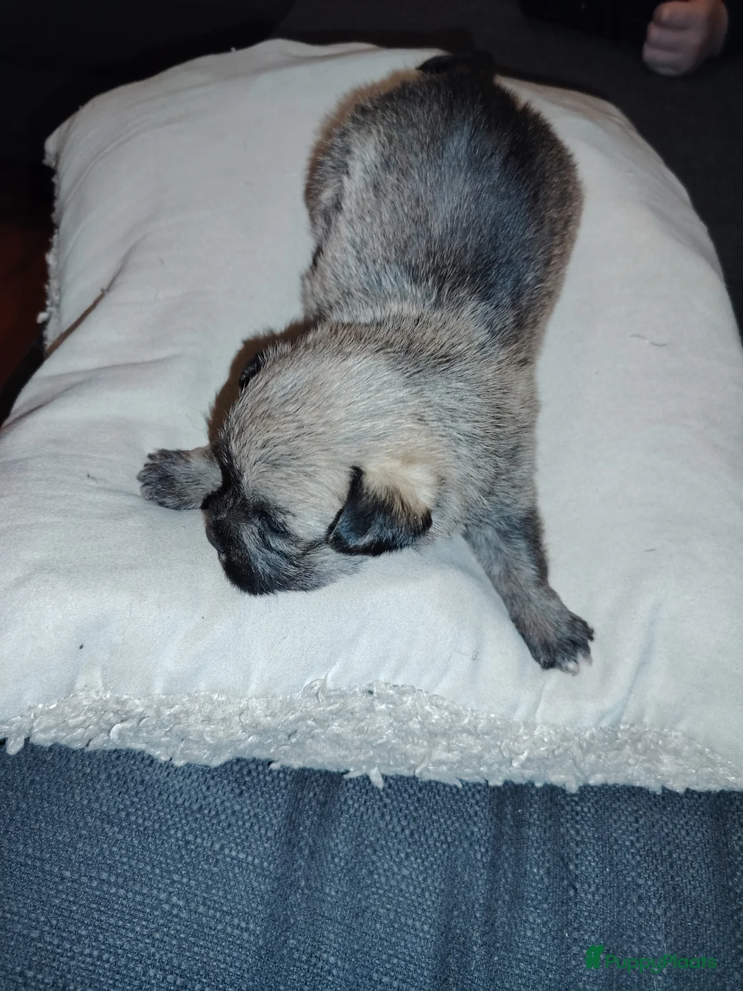 Overig honden te koop: Lieve pups - Advertentie 3