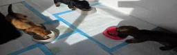 Teckel (langhaar) honden te koop: Prachtige Langharige Dwergteckelpups te koop - Advertentie 13