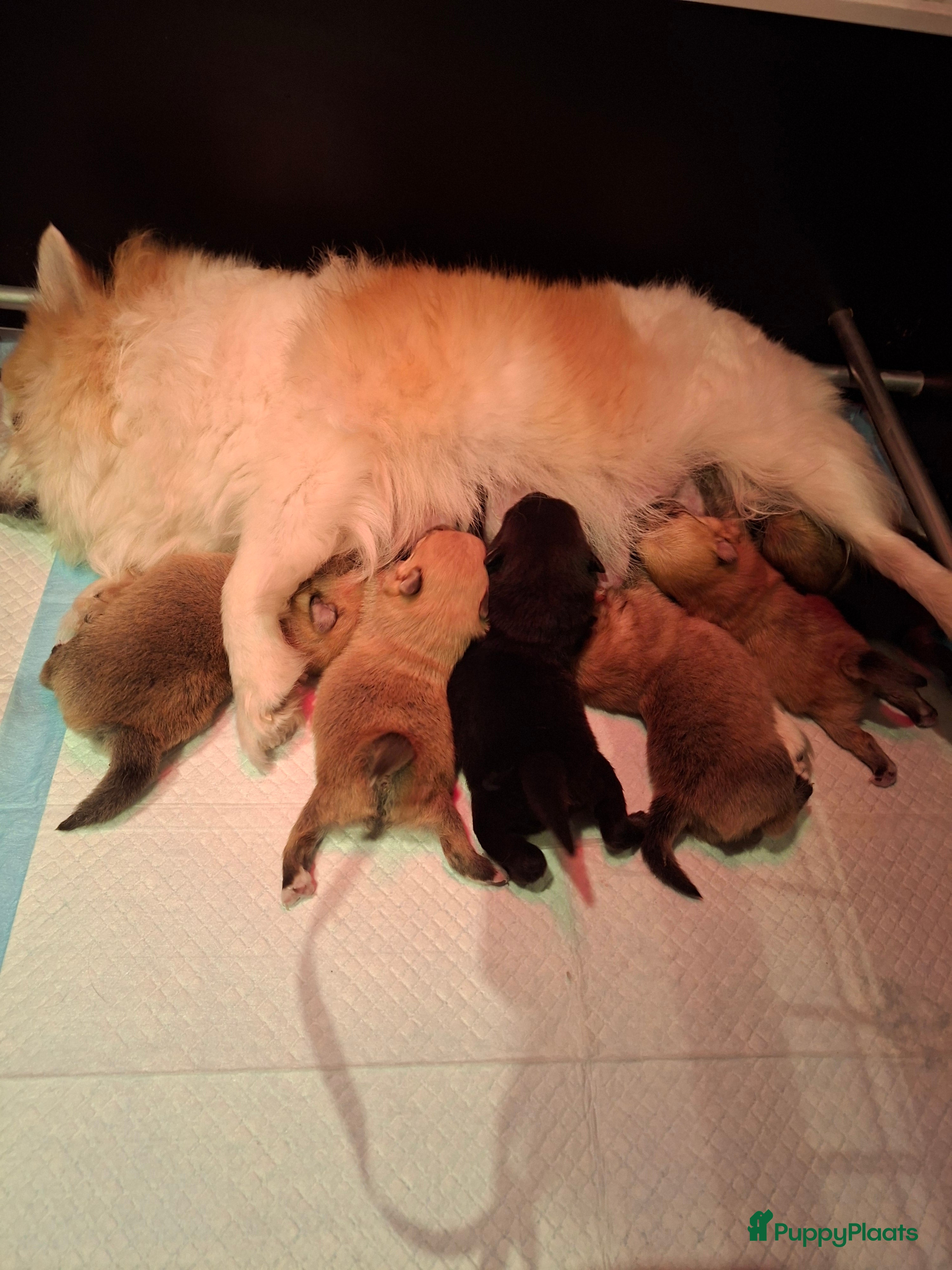 Pomeriaan honden Mooie pomeriaan  - Advertentie 8