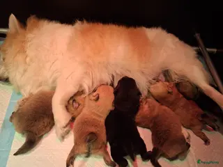 Pomeriaan honden Mooie pomeriaan - Advertentie 8