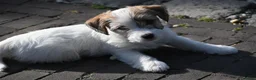 Jack Russel Terriër honden te koop: Jack Russell terrier met stamboom  - Advertentie 4