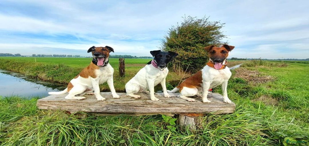 Galerij afbeelding {{count}}