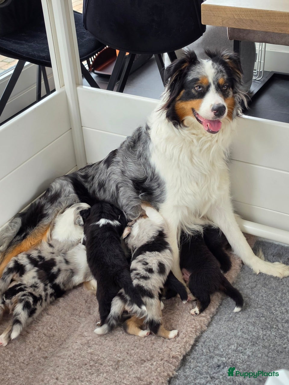 Australian Shepherd honden Aussie teefje met stamboom - Advertentie 2