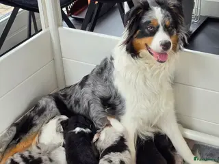 Australian Shepherd honden Aussie teefje met stamboom - Advertentie 2