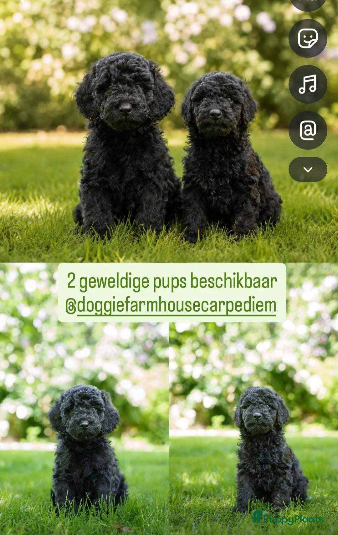 Labradoodle honden 2 Mooie zwarte multigen Labradoodles beschikbaar - Advertentie 1
