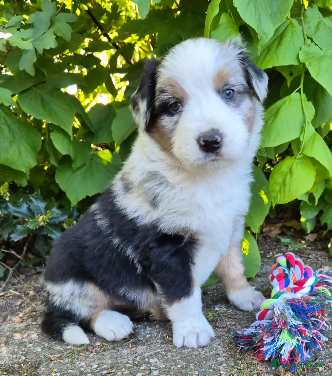 Kruising honden te koop: Australian shepherd x Berner sennen (25%) pups  - Advertentie 2