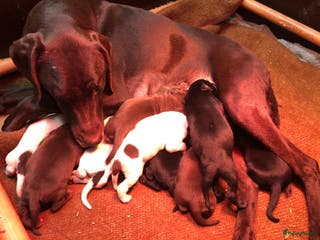 Duitse Staande Hond Korthaar honden Duitse staande korthaar pups - Advertentie 7