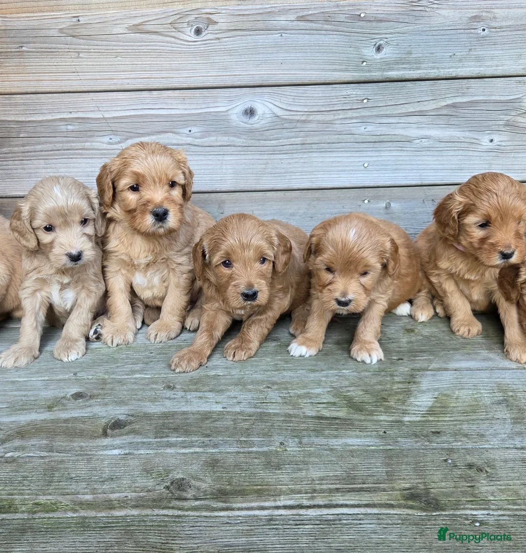 Kruising honden te koop: Labradoodle x Goldendoodle pups - Advertentie 9