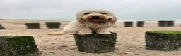Kruising honden te koop: Cockapoo x doodle pups zoeken de liefste baasjes in Naaldwijk - Advertentie 14