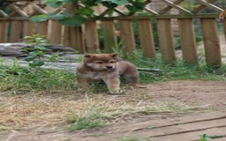 Shiba honden te koop: Shiba teefje met stamboom - Afbeelding 19