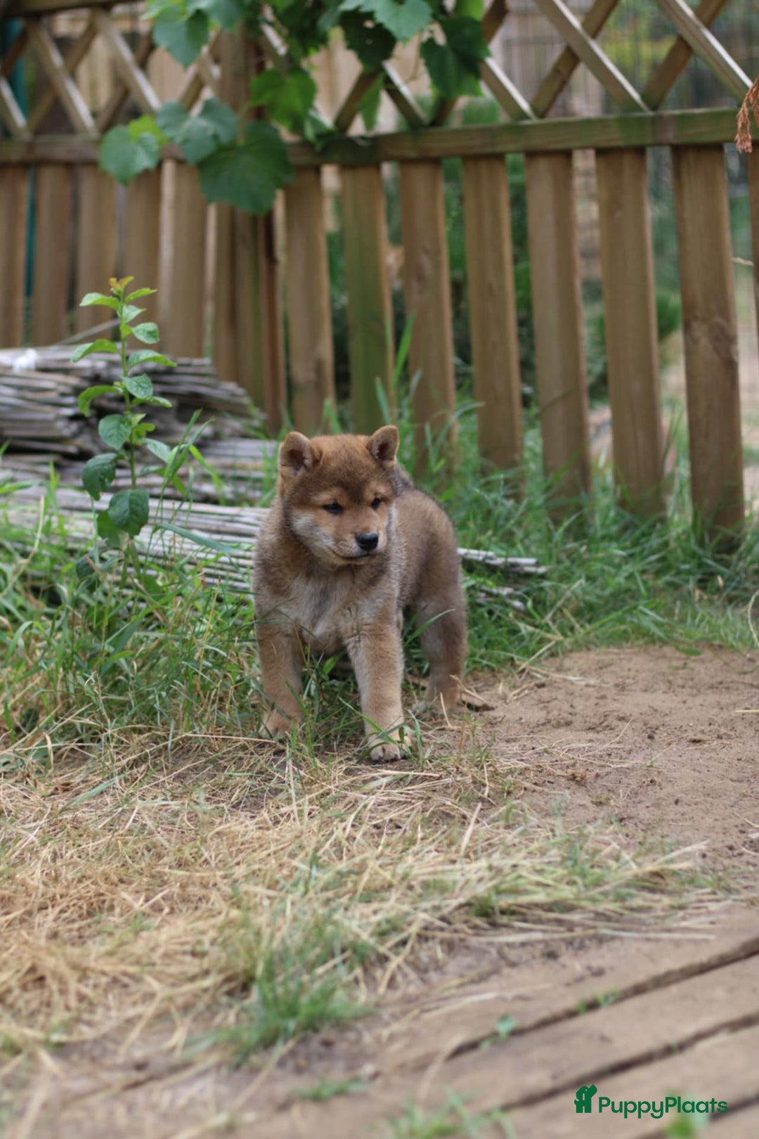 Shiba honden te koop: Shiba teefje met stamboom - Afbeelding 19