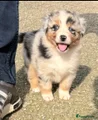 Australian Shepherd Puppy 6