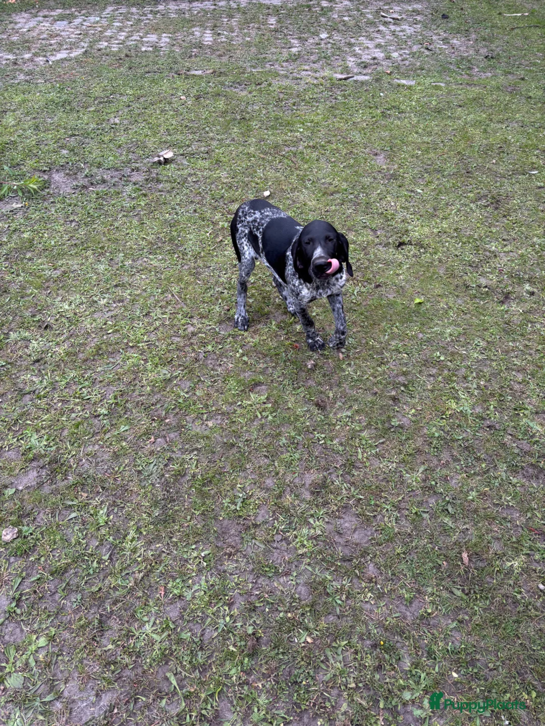 Duitse Staande Hond Korthaar honden te koop: Duitse staande korthaar in Aardenburg - Advertentie 5