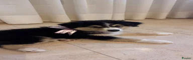 Australian Shepherd : THAI