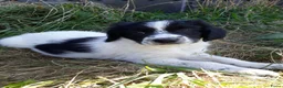 Kruising honden te koop: Prachtige Goldendoole X Friese Stabij pups - Advertentie 5