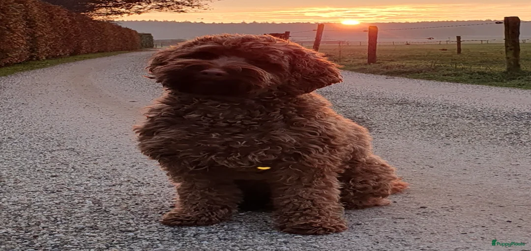 Galerij afbeelding {{count}}