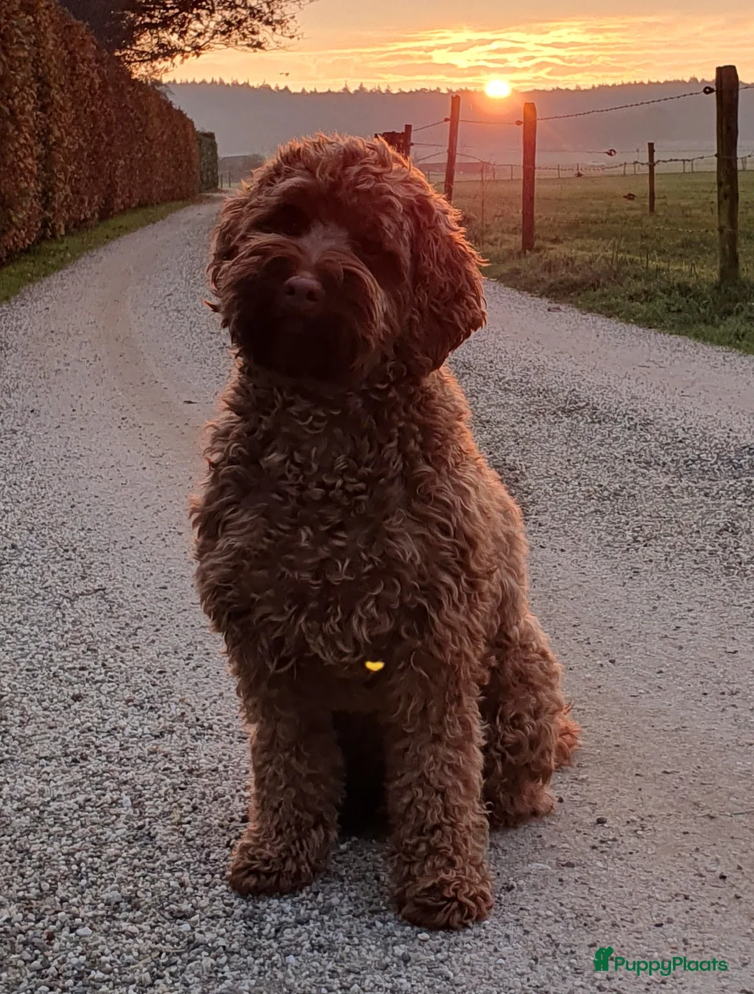 Galerij afbeelding {{count}}