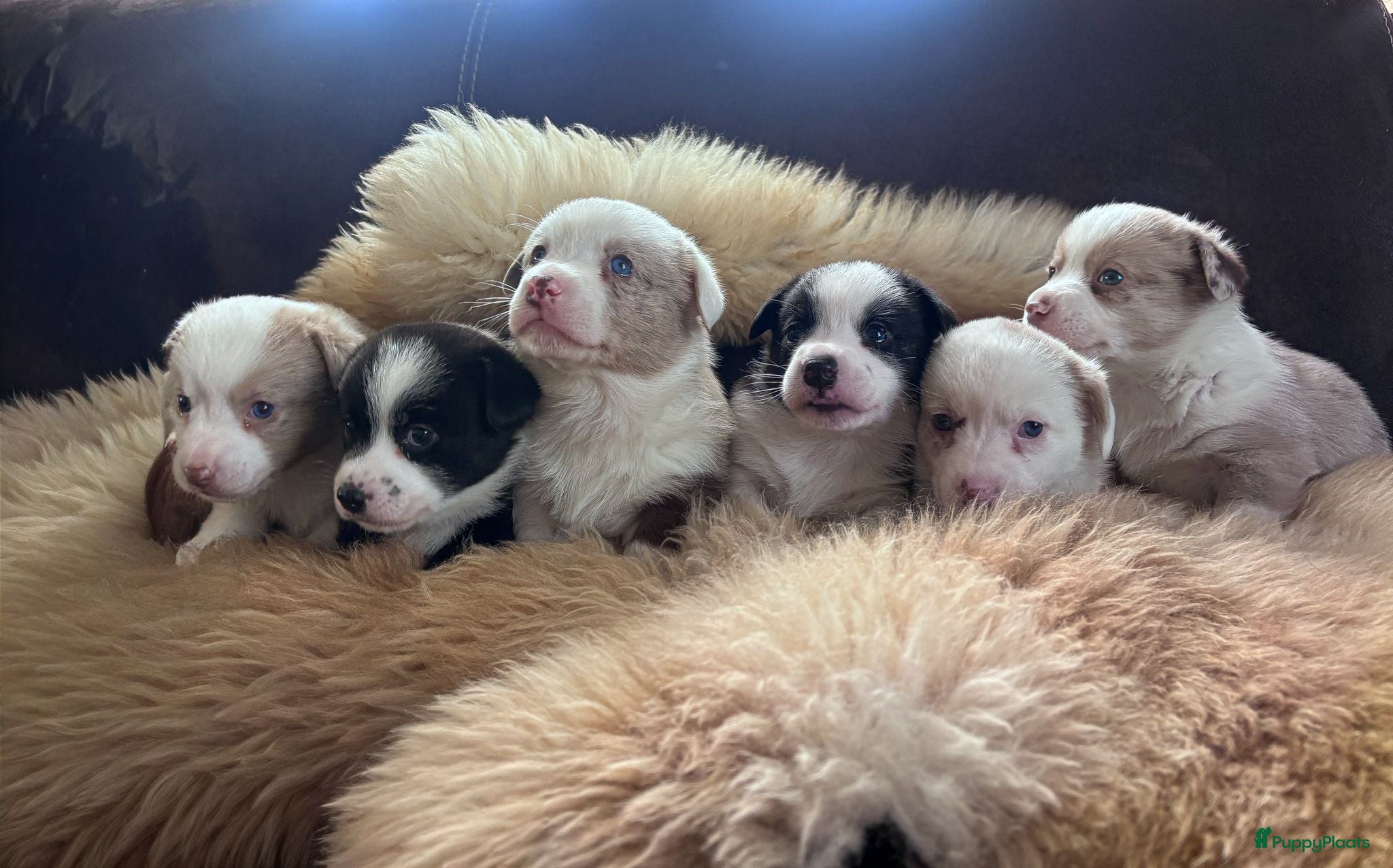 Welsh Corgi Cardigan honden Welsh Corgi Cardigan pups te koop - Advertentie 3